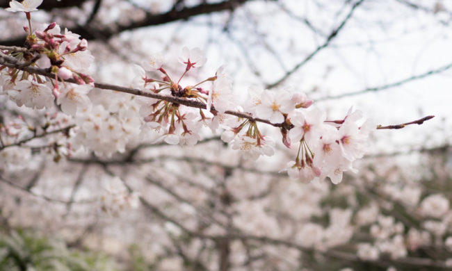 保護中: 桜の開花が待ち遠しい🌸和泉シェフが作る桜のロールケーキ＜FBアーカイブ＞