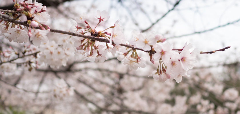 保護中: 桜の開花が待ち遠しい🌸和泉シェフが作る桜のロールケーキ＜FBアーカイブ＞