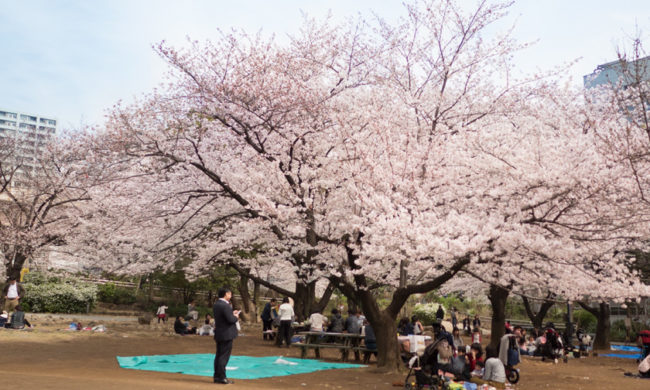 東京ショールーム近くの素敵な桜スポットをご紹介します<FBアーカイブ>