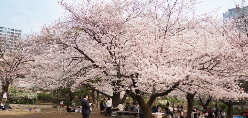 東京ショールーム近くの素敵な桜スポットをご紹介します<FBアーカイブ>